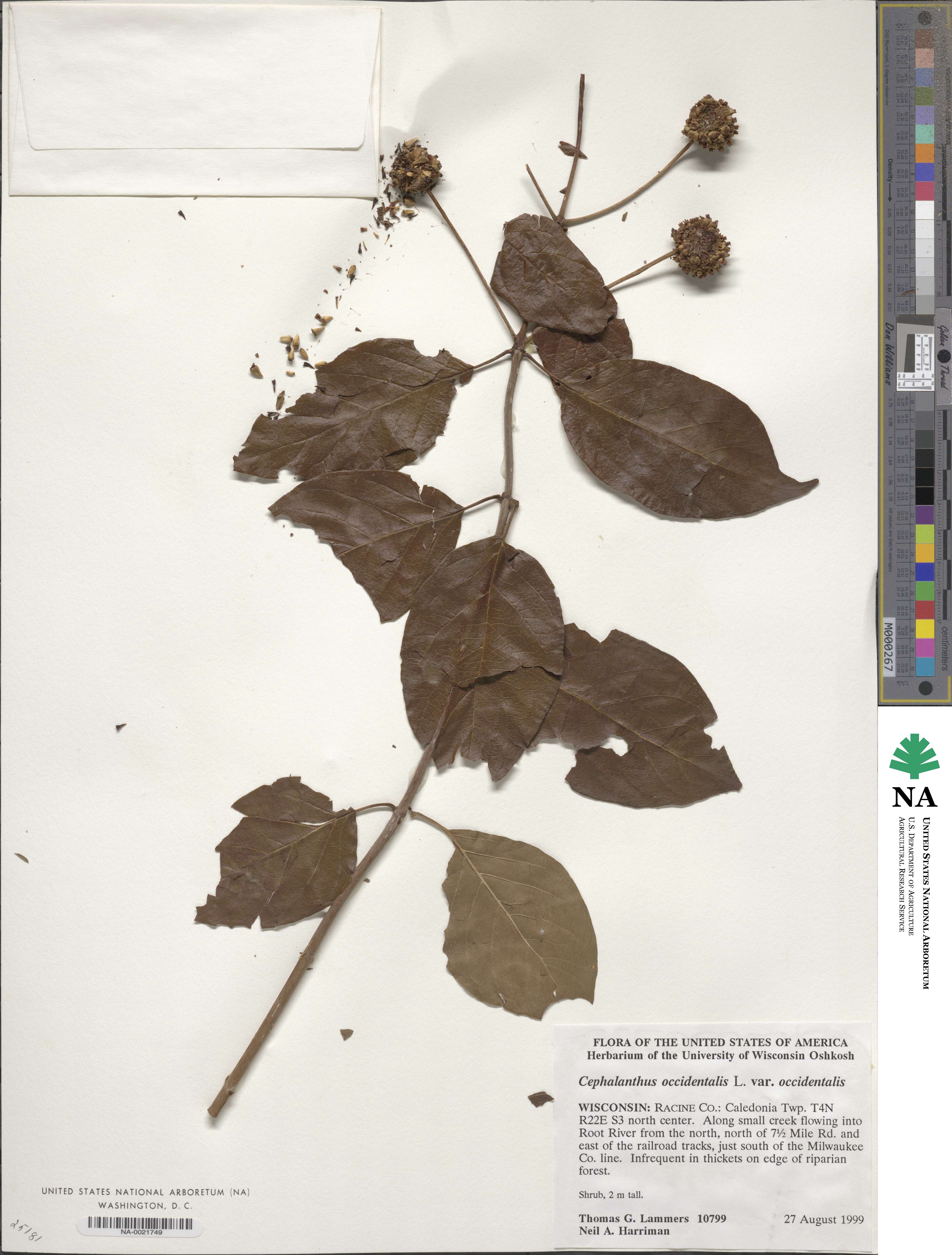 Cephalanthus occidentalis var. occidentalis image