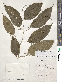 Lunania parviflora image