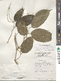 Lunania parviflora image