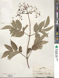 Sambucus canadensis image