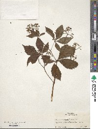 Parthenocissus inserta image