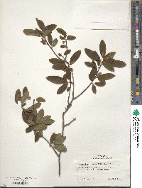 Ilex mucronata image