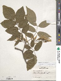 Image of Fraxinus americana