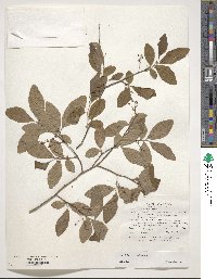 Vaccinium corymbosum image