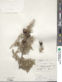 Cupressus arizonica image