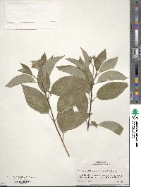 Cornus sericea image