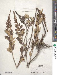 Spiraea tomentosa image