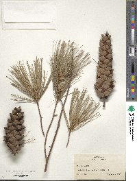 Pinus strobus image