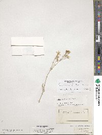 Cerastium tomentosum image