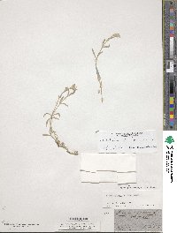 Cerastium tomentosum image