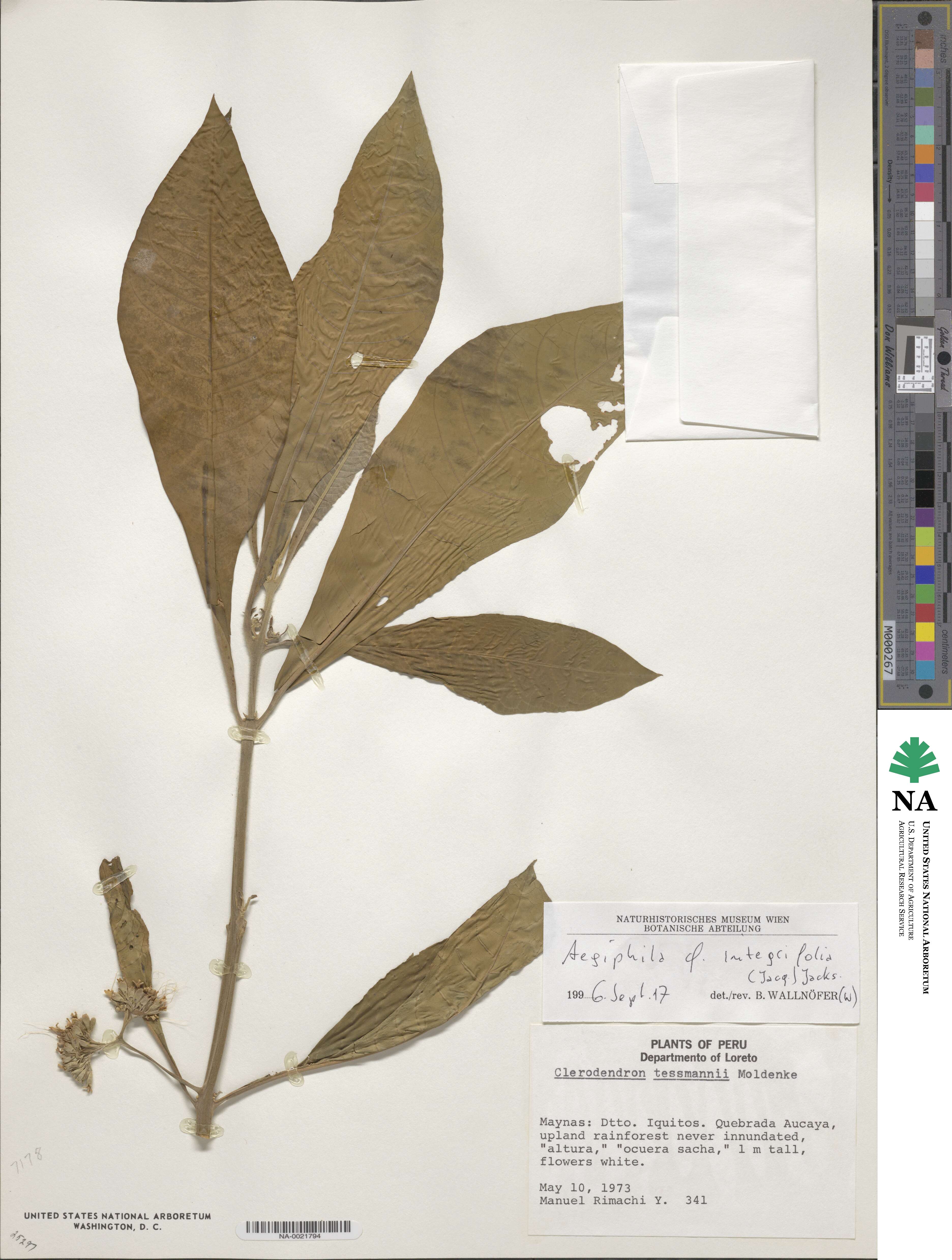 Aegiphila integrifolia image