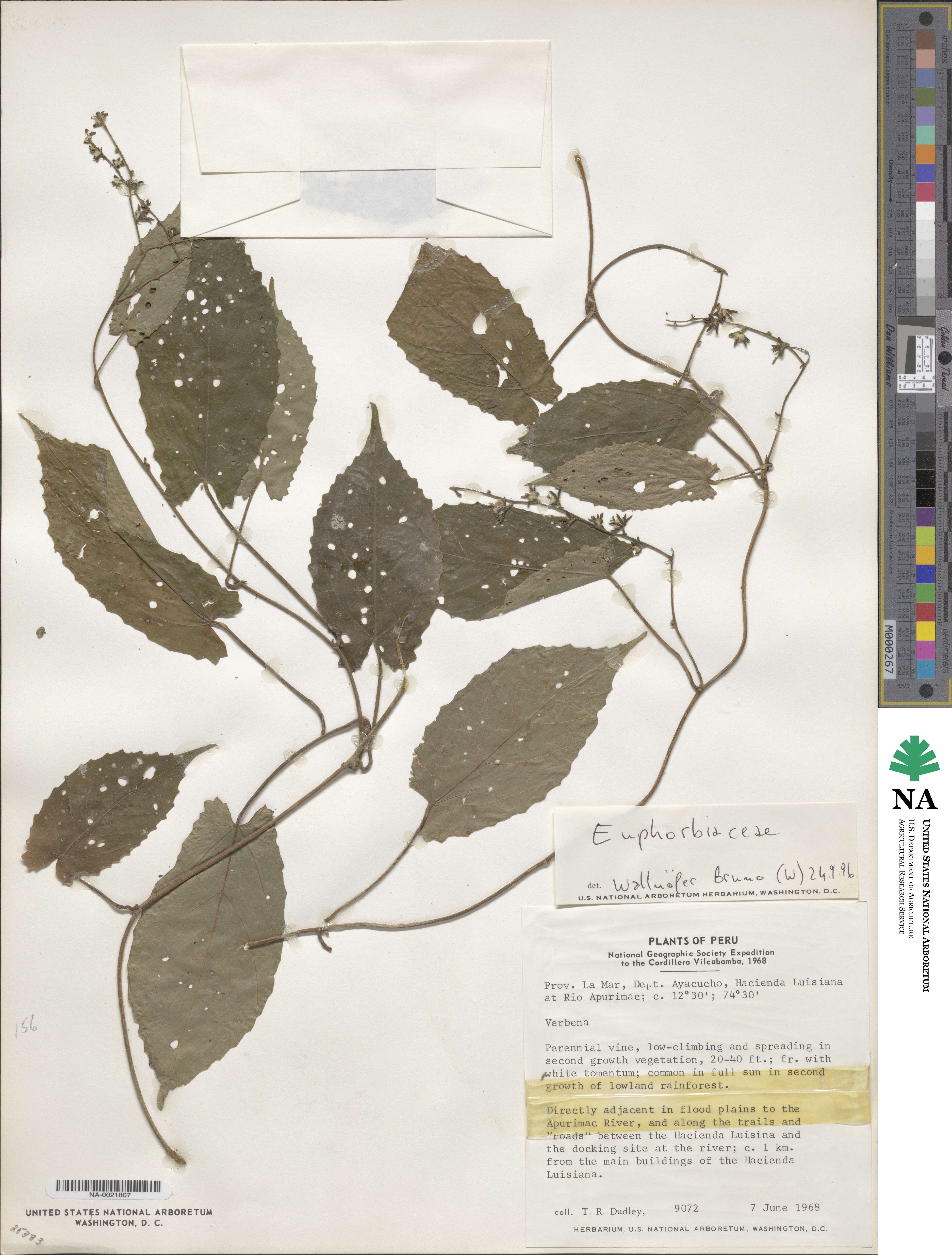 Euphorbiaceae image