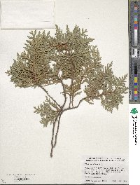 Thuja occidentalis image