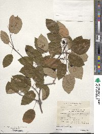 Image of Amelanchier laevis