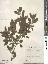 Ilex mucronata image