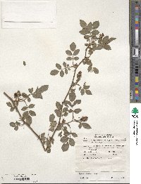 Rosa lucieae image