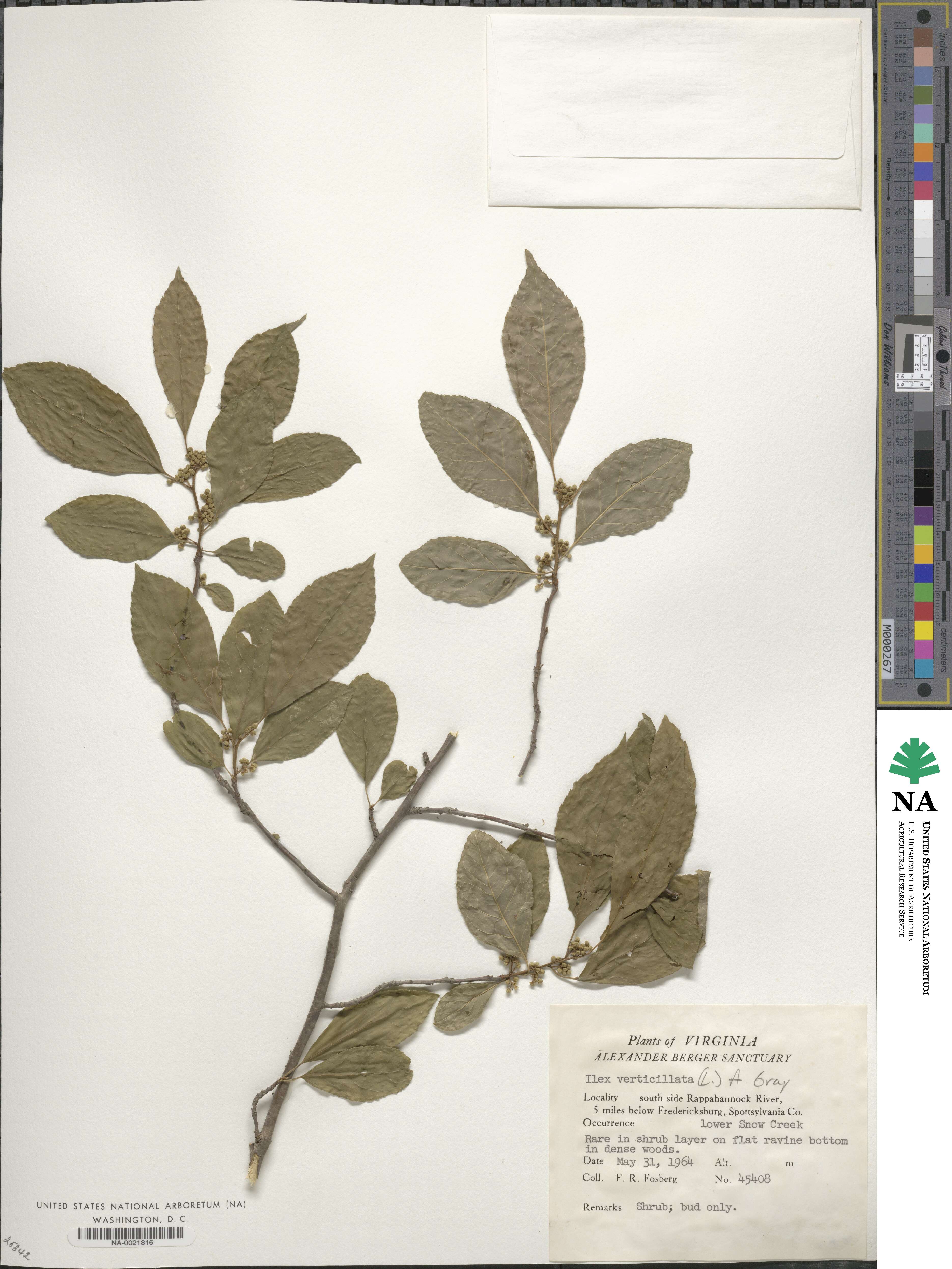 Ilex verticillata image