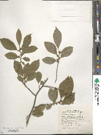 Ilex verticillata image