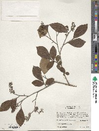 Lyonia ligustrina image