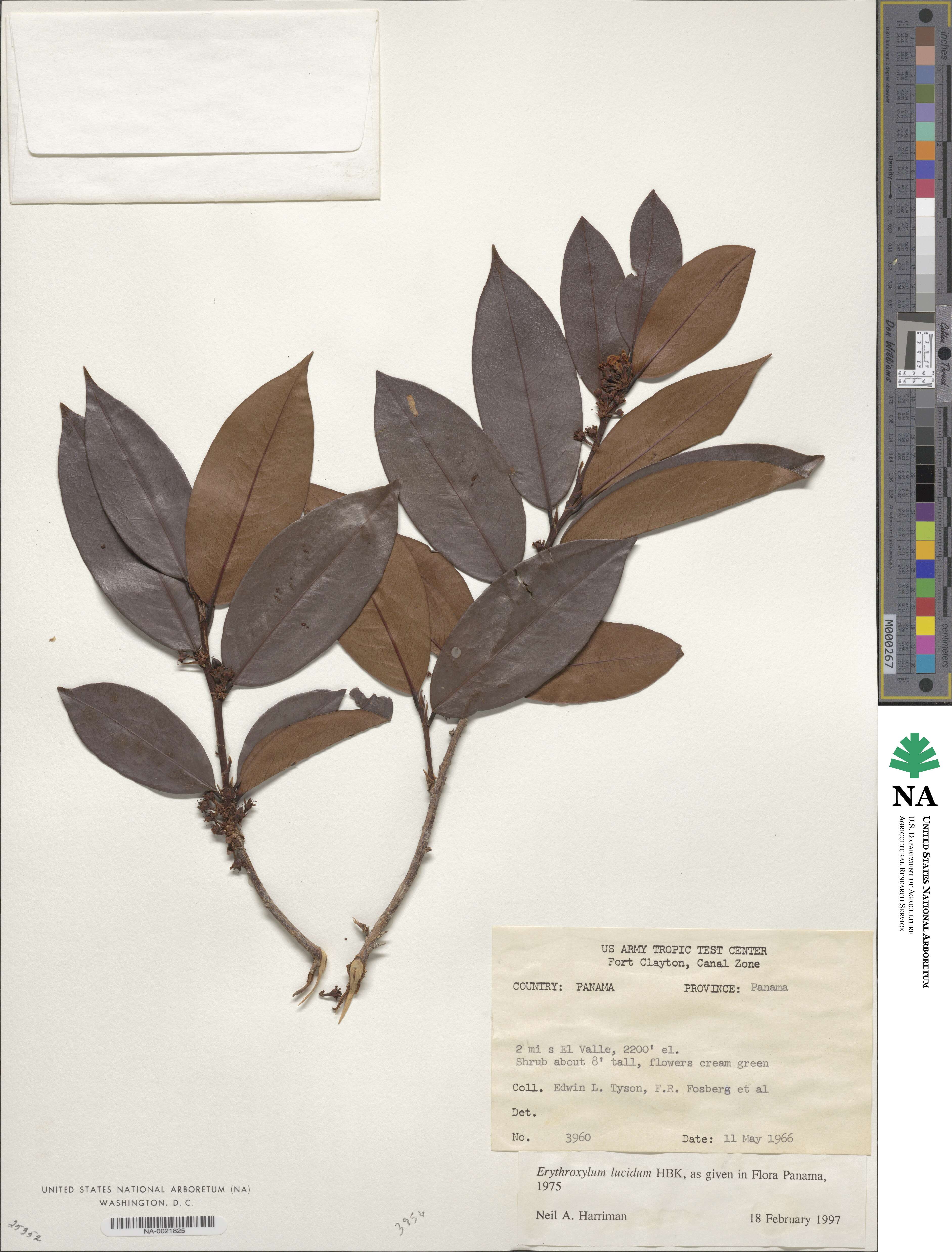 Erythroxylum lucidum image