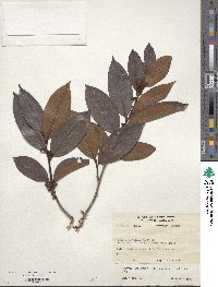 Image of Erythroxylum lucidum