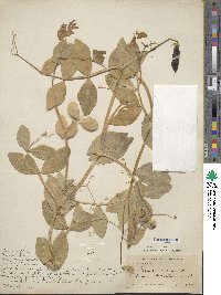 Lathyrus oleraceus image