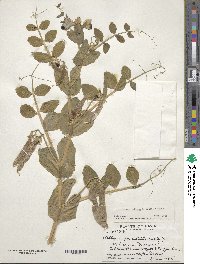 Lathyrus oleraceus image