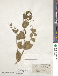 Lathyrus oleraceus image