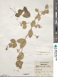 Lathyrus oleraceus image