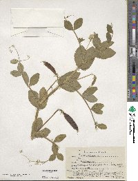 Lathyrus oleraceus image