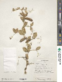 Lathyrus oleraceus image