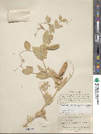 Lathyrus oleraceus image