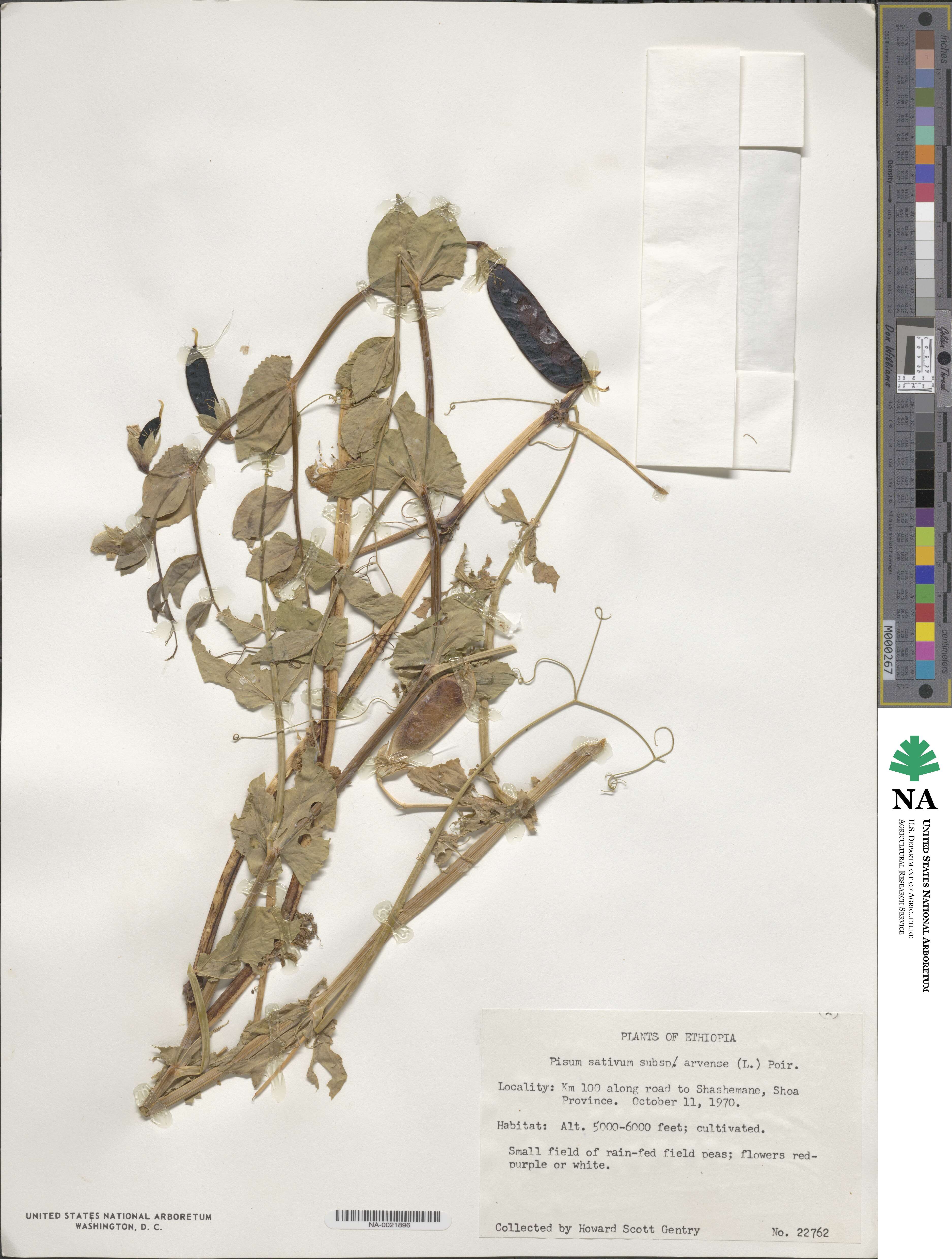 Lathyrus oleraceus image