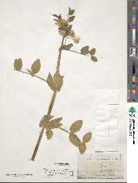 Lathyrus oleraceus image