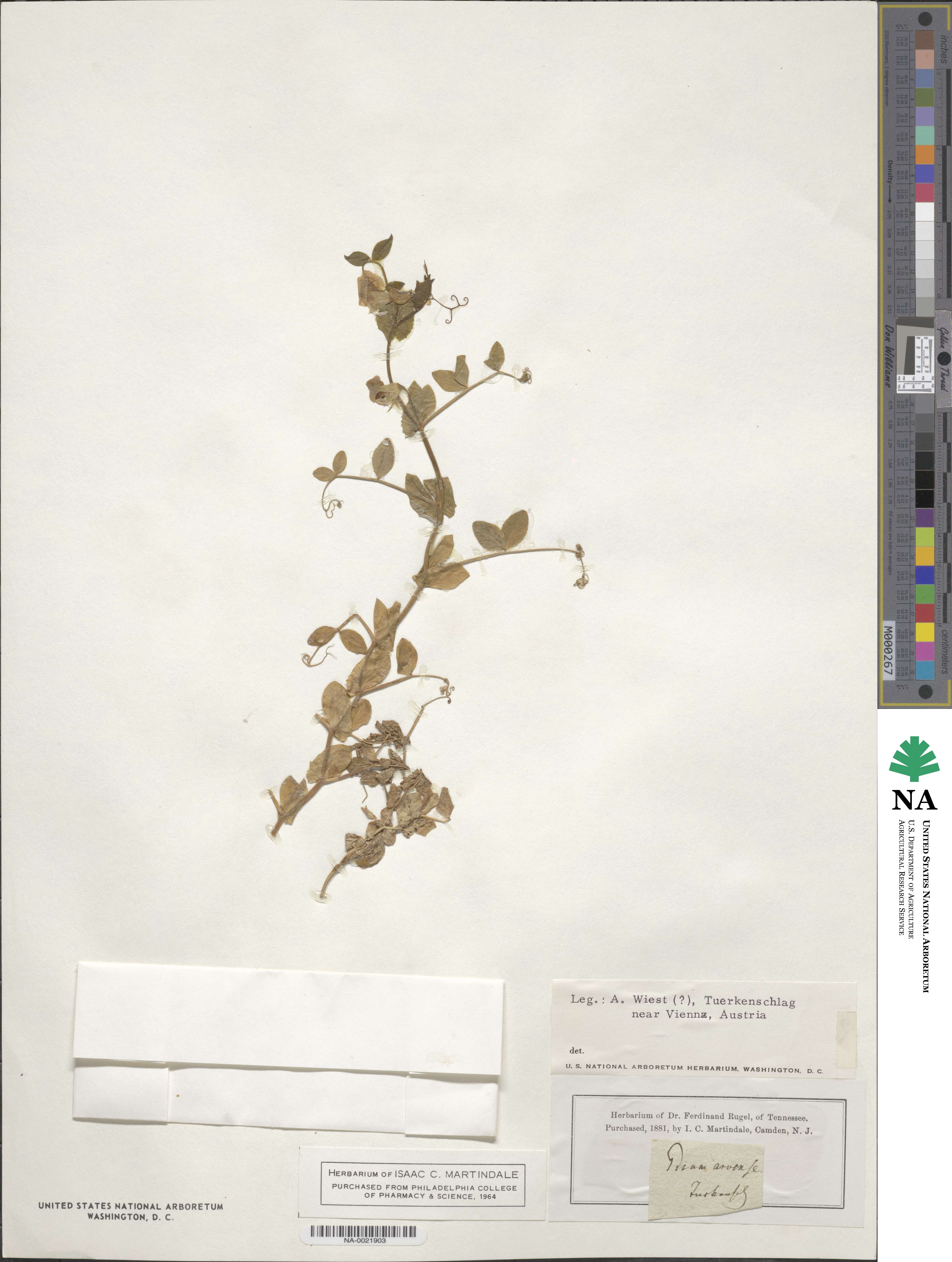 Lathyrus oleraceus image
