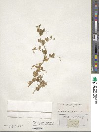 Lathyrus oleraceus image