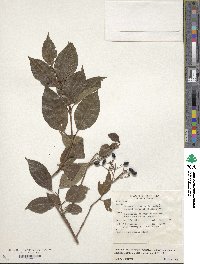 Viburnum costaricanum image