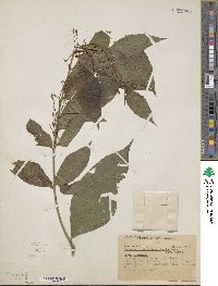 Solanum racemosum image