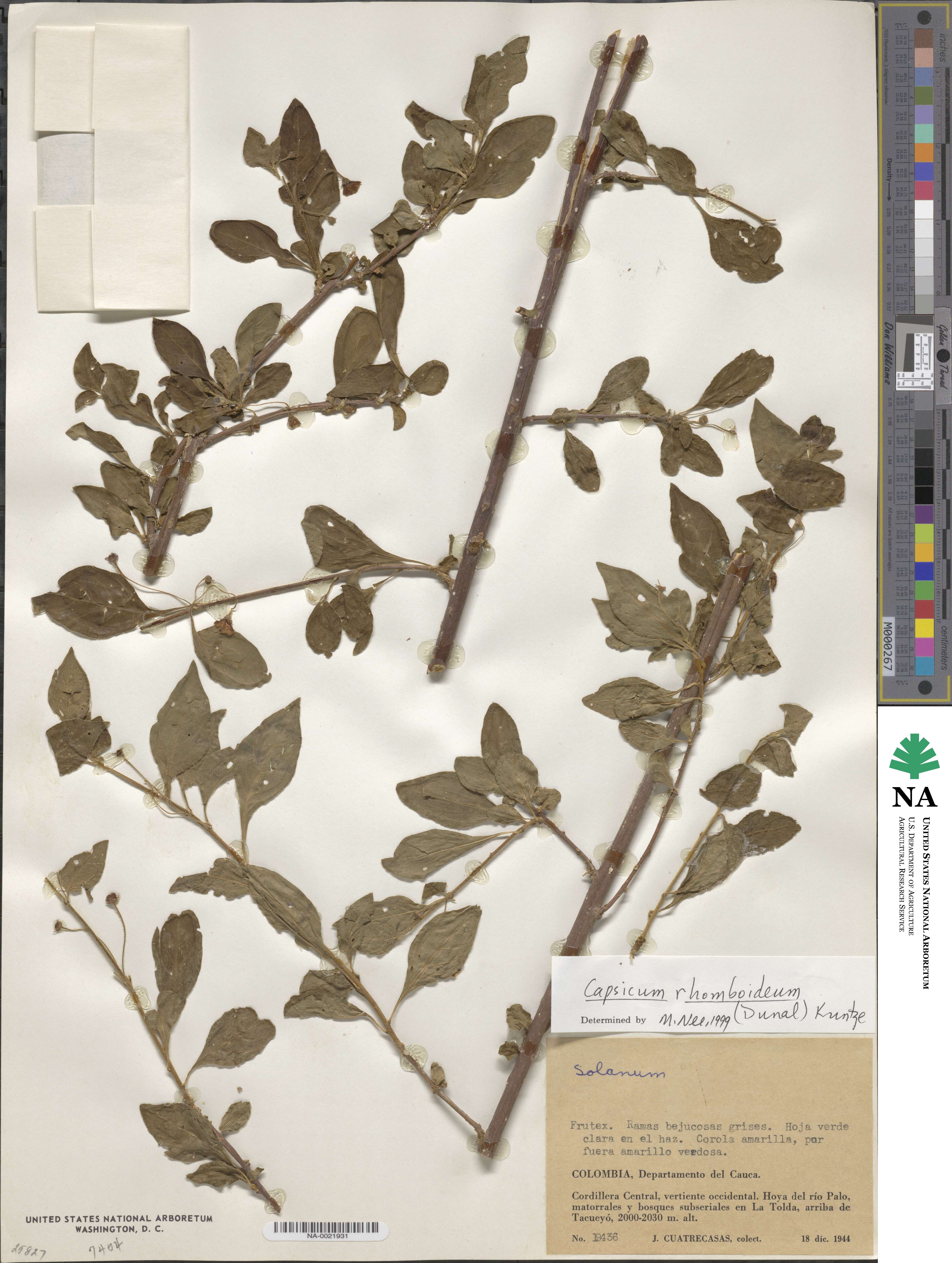 Capsicum rhomboideum image