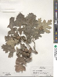 Quercus macrocarpa image