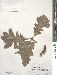 Quercus macrocarpa image