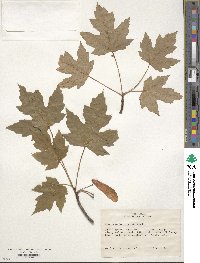 Acer saccharinum image