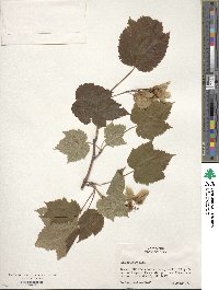 Acer spicatum image