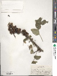 Zanthoxylum americanum image