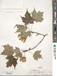 Acer saccharum image