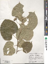 Tilia americana var. americana image