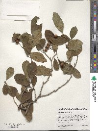 Crataegus punctata image