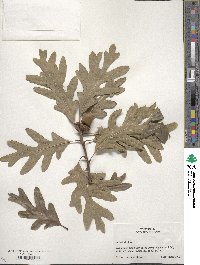 Quercus alba image