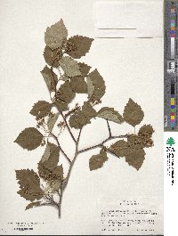 Crataegus succulenta image