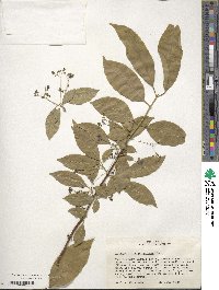 Euonymus atropurpureus image